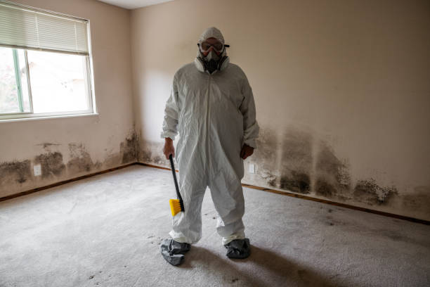 Why You Should Choose Our Mold Remediation Services in Hercules, CA